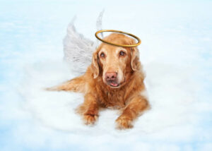 Old dog wearing angel wings and golden halo laying on clouds in heaven